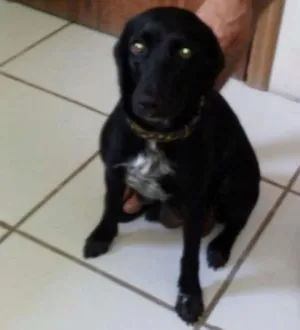 Cachorro raça Sem raça definida idade 1 ano nome Bet