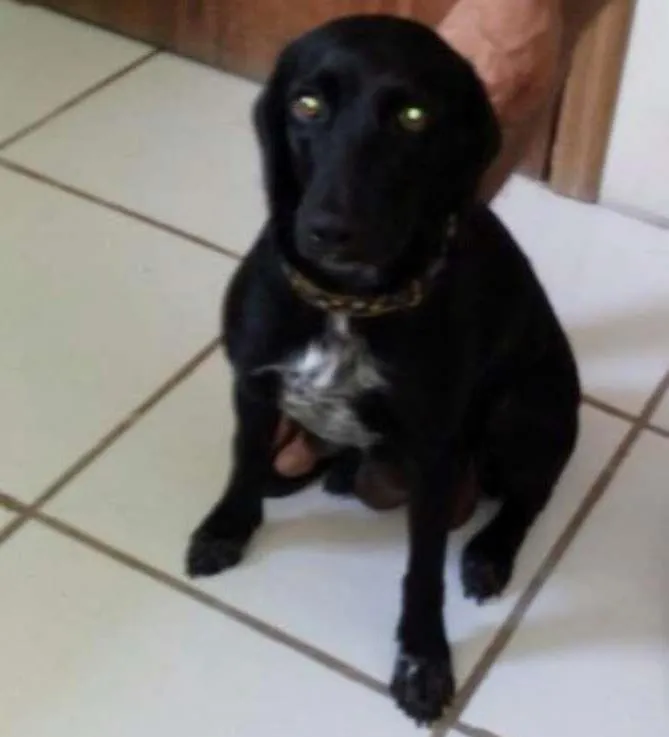 Cachorro ra a Sem raça definida idade 1 ano nome Bet