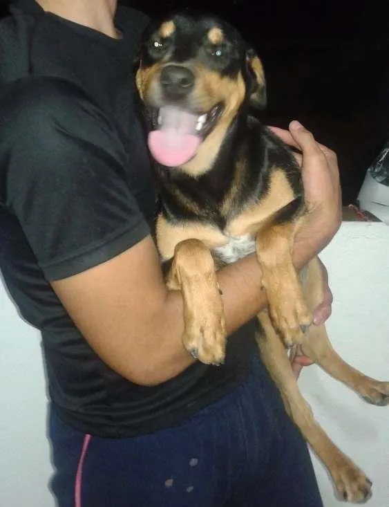 Cachorro ra a Mestiço idade 7 a 11 meses nome Neguinho