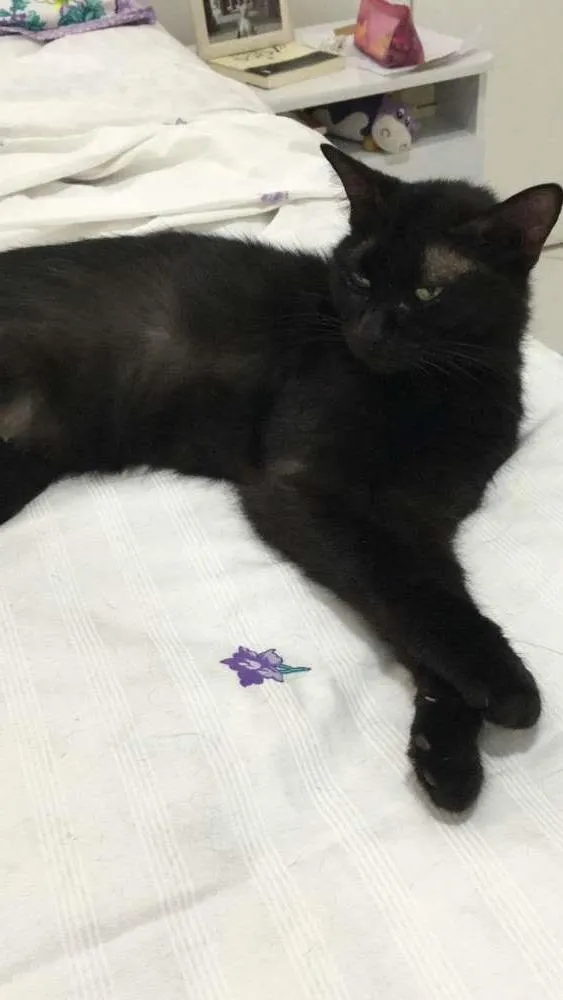 Gato raça  idade 6 ou mais anos nome Pretinha