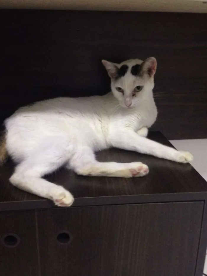 Gato raça  idade 6 ou mais anos nome Fred