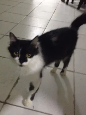Gato raça  idade 6 ou mais anos nome Daniela
