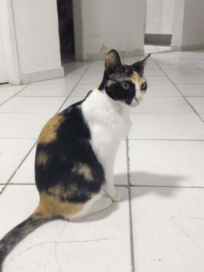 Gato raça  idade 6 ou mais anos nome Esmeralda