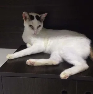 Gato raça  idade 6 ou mais anos nome Fred