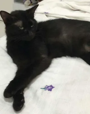 Gato raça  idade 6 ou mais anos nome Pretinha