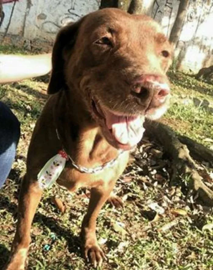 Cachorro ra a mix de labrador idade 4 anos nome Toblerone