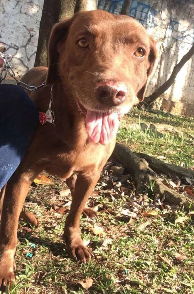 Cachorro ra a mix de labrador idade 4 anos nome Toblerone
