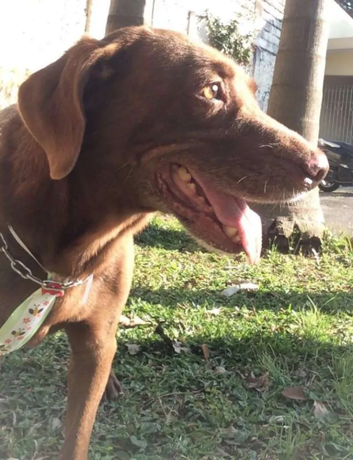 Cachorro ra a mix de labrador idade 4 anos nome Toblerone