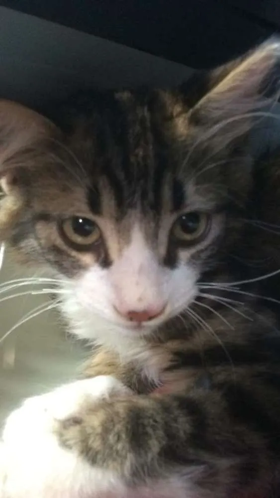 Gato ra a SRD idade 2 a 6 meses nome Princesa