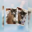 Princesa