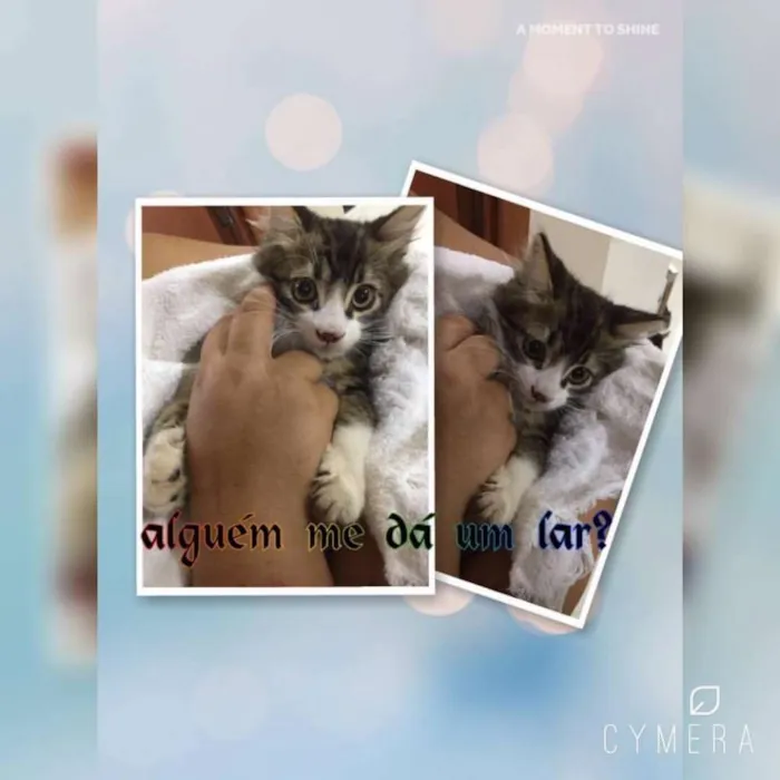 Gato ra a SRD idade 2 a 6 meses nome Princesa