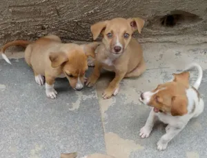 Cachorro raça Viralata idade 2 a 6 meses nome Gêmeas