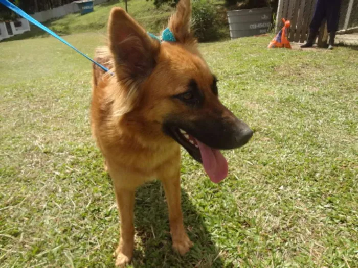 Cachorro ra a MESTIÇA DE PASTORA idade 2 anos nome ADRIANA