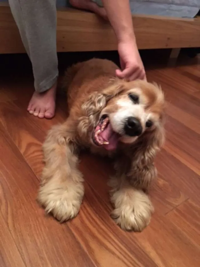 Cachorro ra a Cocker idade 6 ou mais anos nome (?)