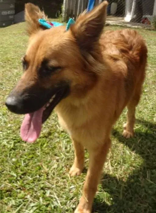 Cachorro ra a MESTIÇA DE PASTORA idade 2 anos nome ADRIANA
