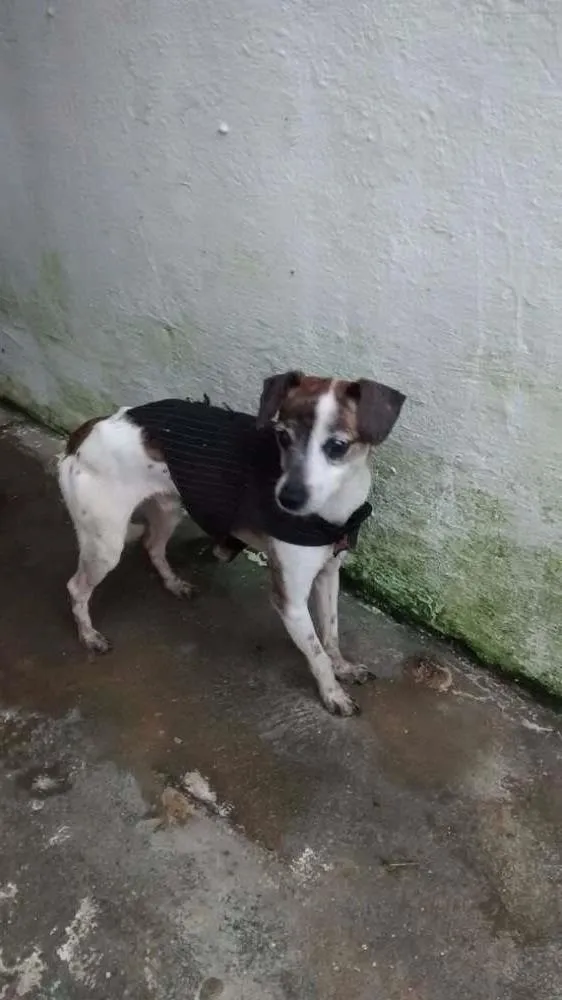 Cachorro ra a SRD idade 5 anos nome PITUXO