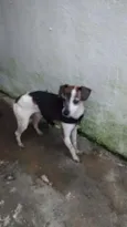 PITUXO