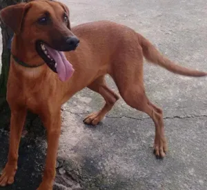 Cachorro raça SRD idade 2 anos nome LEONA