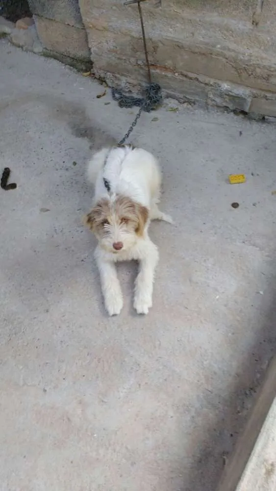 Cachorro raça Labrador idade Abaixo de 2 meses nome Akira