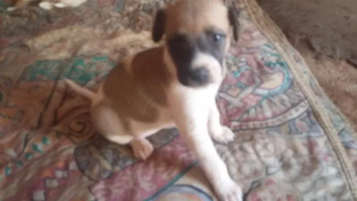 Cachorro ra a Mestiça idade Abaixo de 2 meses nome Sem nome definido