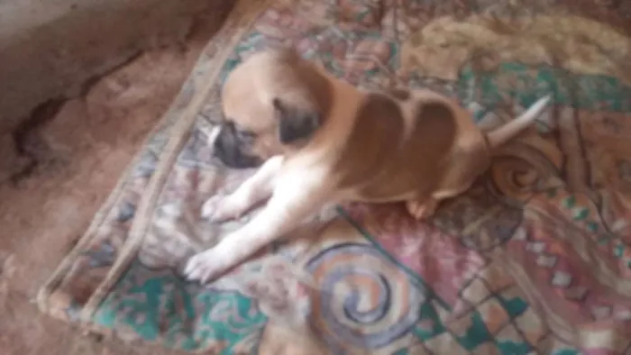 Cachorro ra a Mestiça idade Abaixo de 2 meses nome Sem nome definido