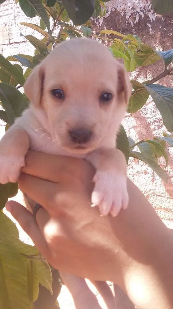 Cachorro ra a Mestiça idade Abaixo de 2 meses nome Sem nome definido