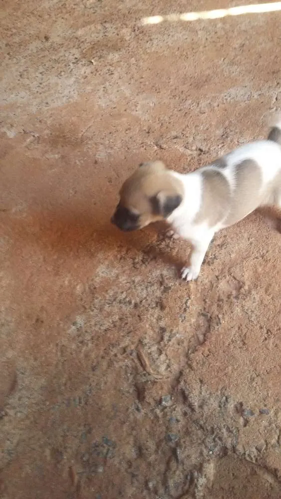 Cachorro ra a Mestiça idade Abaixo de 2 meses nome Sem nome definido