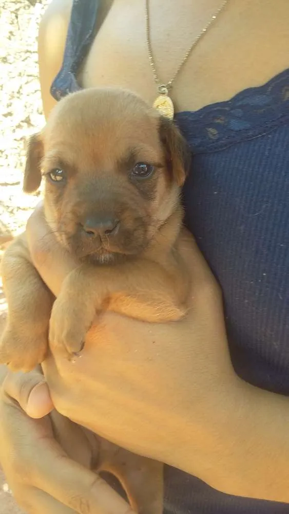 Cachorro ra a Mestiça idade Abaixo de 2 meses nome Sem nome definido