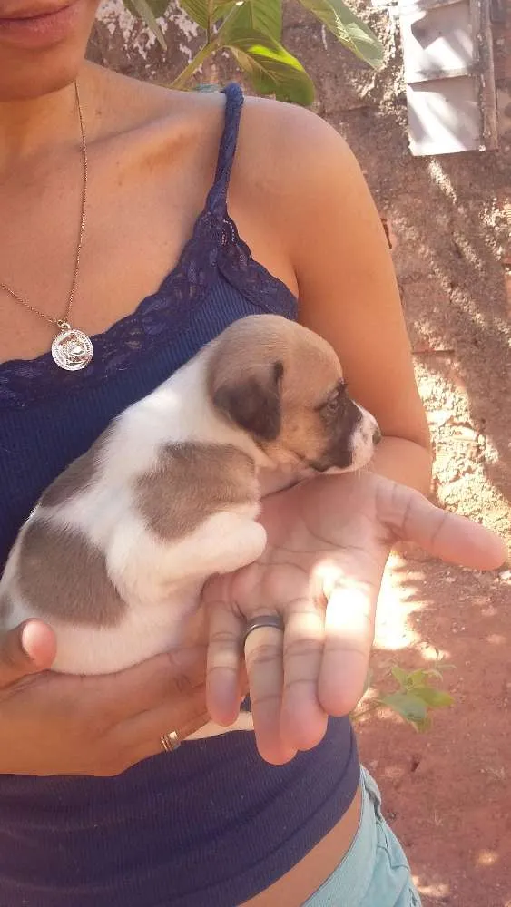 Cachorro ra a Mestiça idade Abaixo de 2 meses nome Sem nome definido