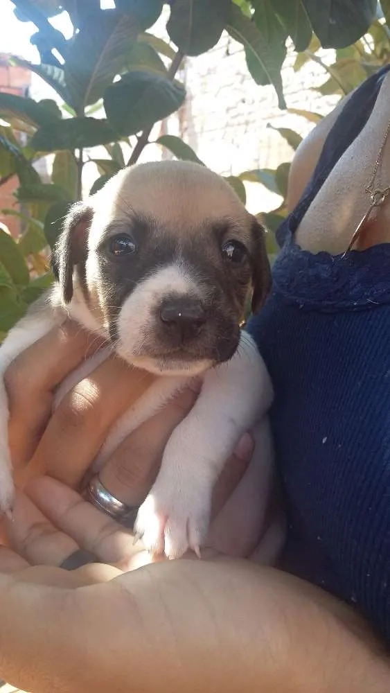 Cachorro ra a Mestiça idade Abaixo de 2 meses nome Sem nome definido