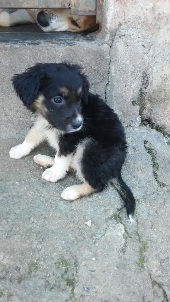 Cachorro ra a Srd idade Abaixo de 2 meses nome Sem nome