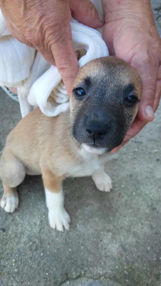 Cachorro ra a Srd idade Abaixo de 2 meses nome Sem nome