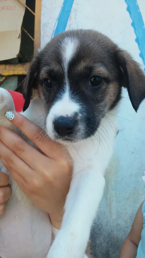 Cachorro ra a Srd idade Abaixo de 2 meses nome Sem nome