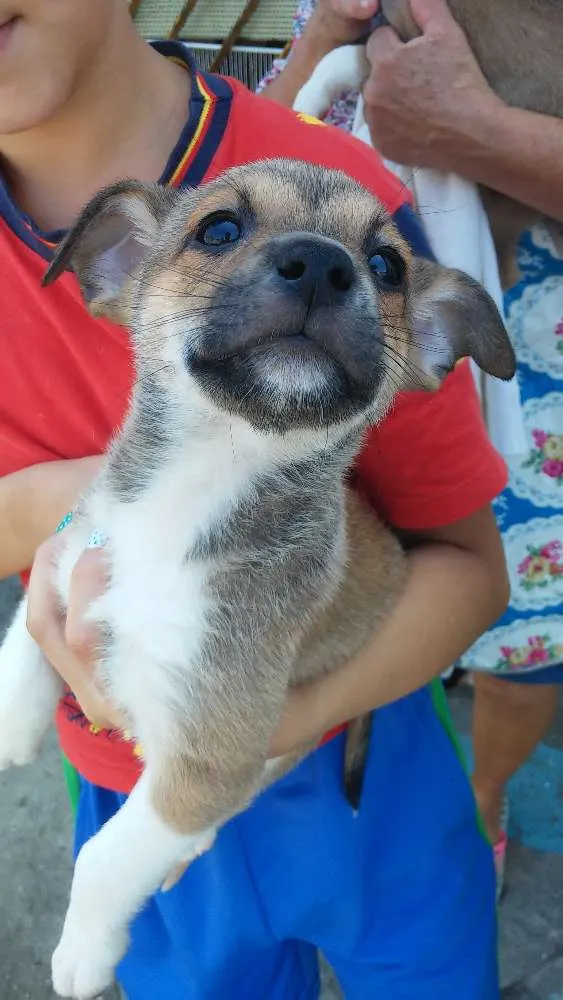 Cachorro ra a Srd idade Abaixo de 2 meses nome Sem nome
