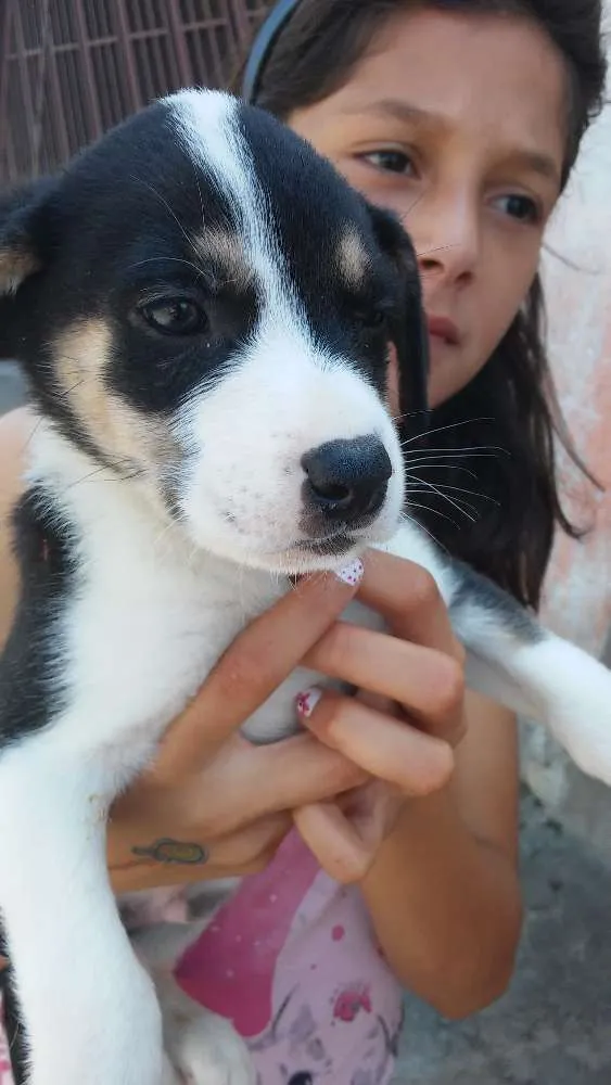 Cachorro ra a Srd idade Abaixo de 2 meses nome Sem nome