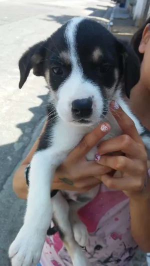 Cachorro raça Srd idade Abaixo de 2 meses nome Sem nome
