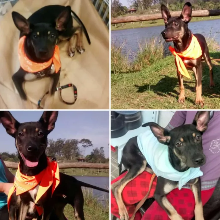 Cachorro ra a Srd idade 2 a 6 meses nome Lele