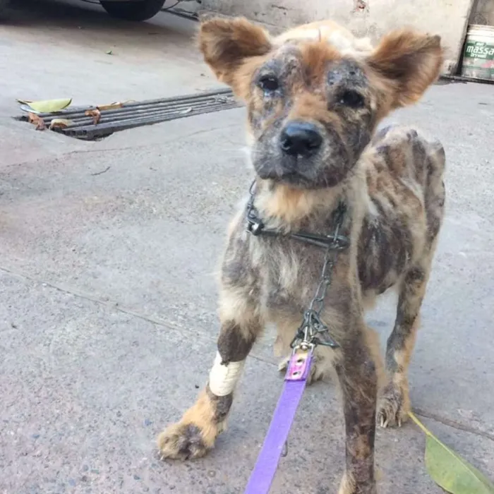 Cachorro ra a Chow Chow idade 1 ano nome Beth