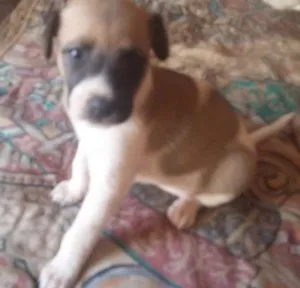 Cachorro raça Mestiça idade Abaixo de 2 meses nome Sem nome definido