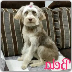Cachorro raça srd idade 1 ano nome Bela