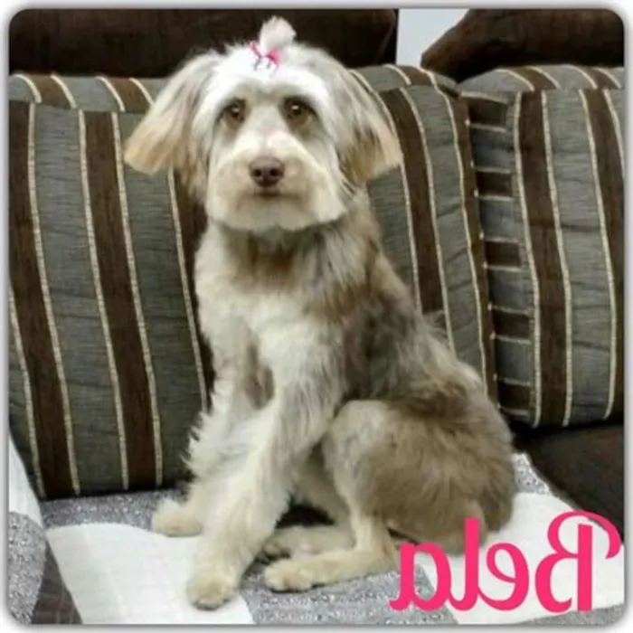 Cachorro ra a srd idade 1 ano nome Bela