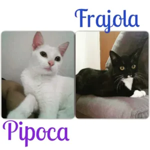 Gato raça srd idade 7 a 11 meses nome Pipoca e Frajola