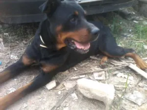 Cachorro raça Rottweiler idade 4 anos nome Jhow