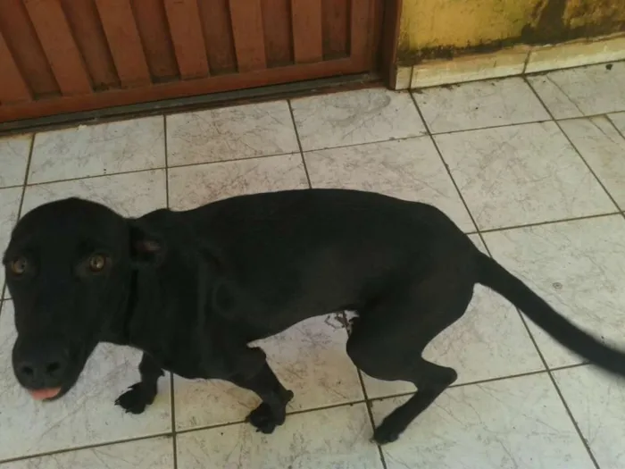 Cachorro ra a vira lata idade 7 a 11 meses nome Anita