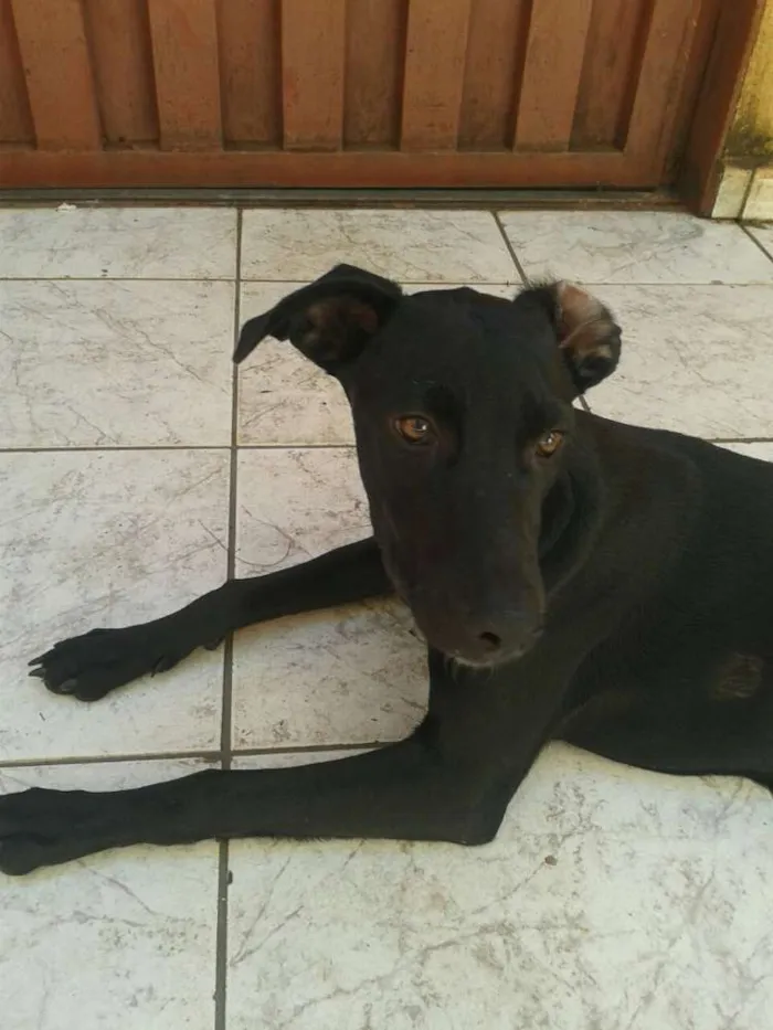 Cachorro ra a vira lata idade 7 a 11 meses nome Anita