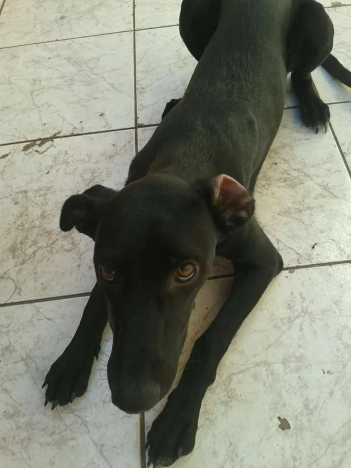 Cachorro ra a vira lata idade 7 a 11 meses nome Anita