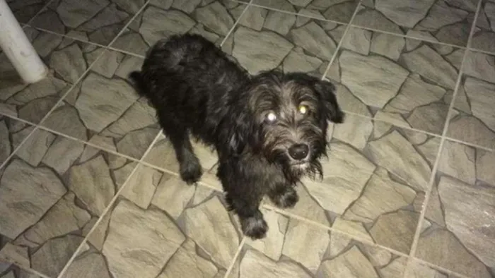 Cachorro ra a  idade 7 a 11 meses nome Ralfi e Lisa