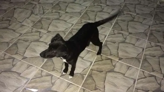 Cachorro ra a  idade 7 a 11 meses nome Ralfi e Lisa