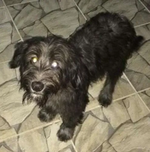 Cachorro ra a  idade 7 a 11 meses nome Ralfi e Lisa