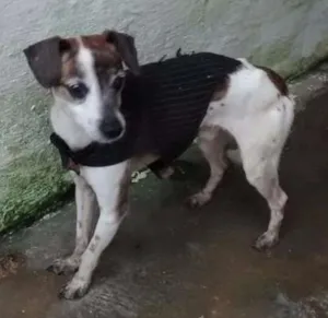 Cachorro raça SRD idade 5 anos nome PITUXO